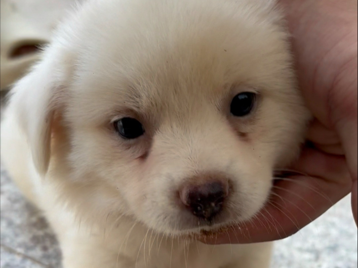 回村怎么能不撸狗呢