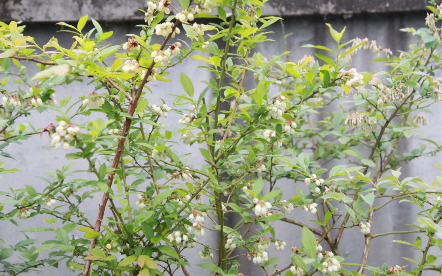 蓝莓花苞好多,可惜遇到连续阴雨天