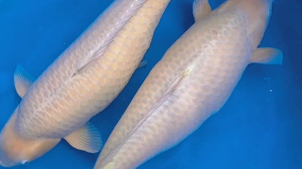 《锦鲤》精品诚太郎奶茶,82-85公分娃娃脸,大宝贝!