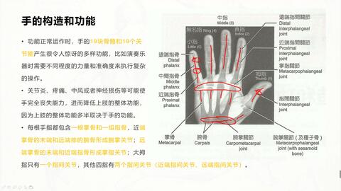 基础肌动学第7章 手的构造和功能 哔哩哔哩