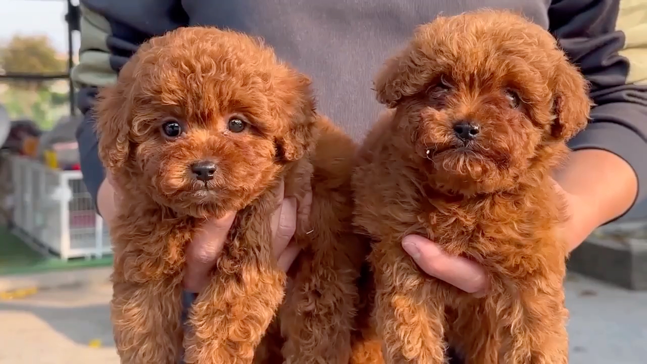北京犬舍哪里有纯种双血统花色的泰迪幼犬