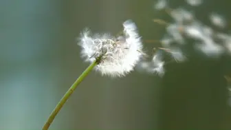 下载视频: 【空镜素材】风