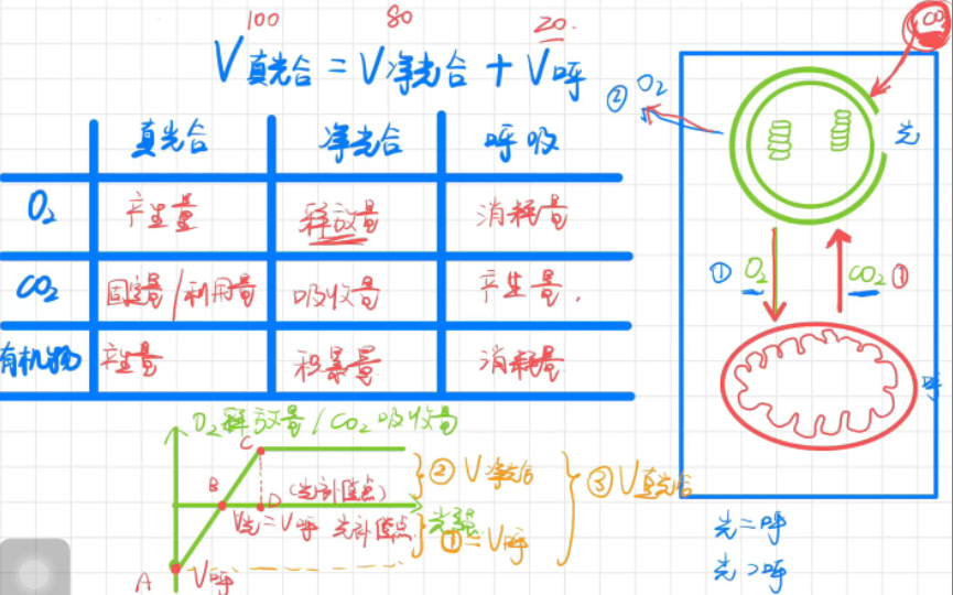 净光合?真光合?傻傻分不清楚?哔哩哔哩bilibili