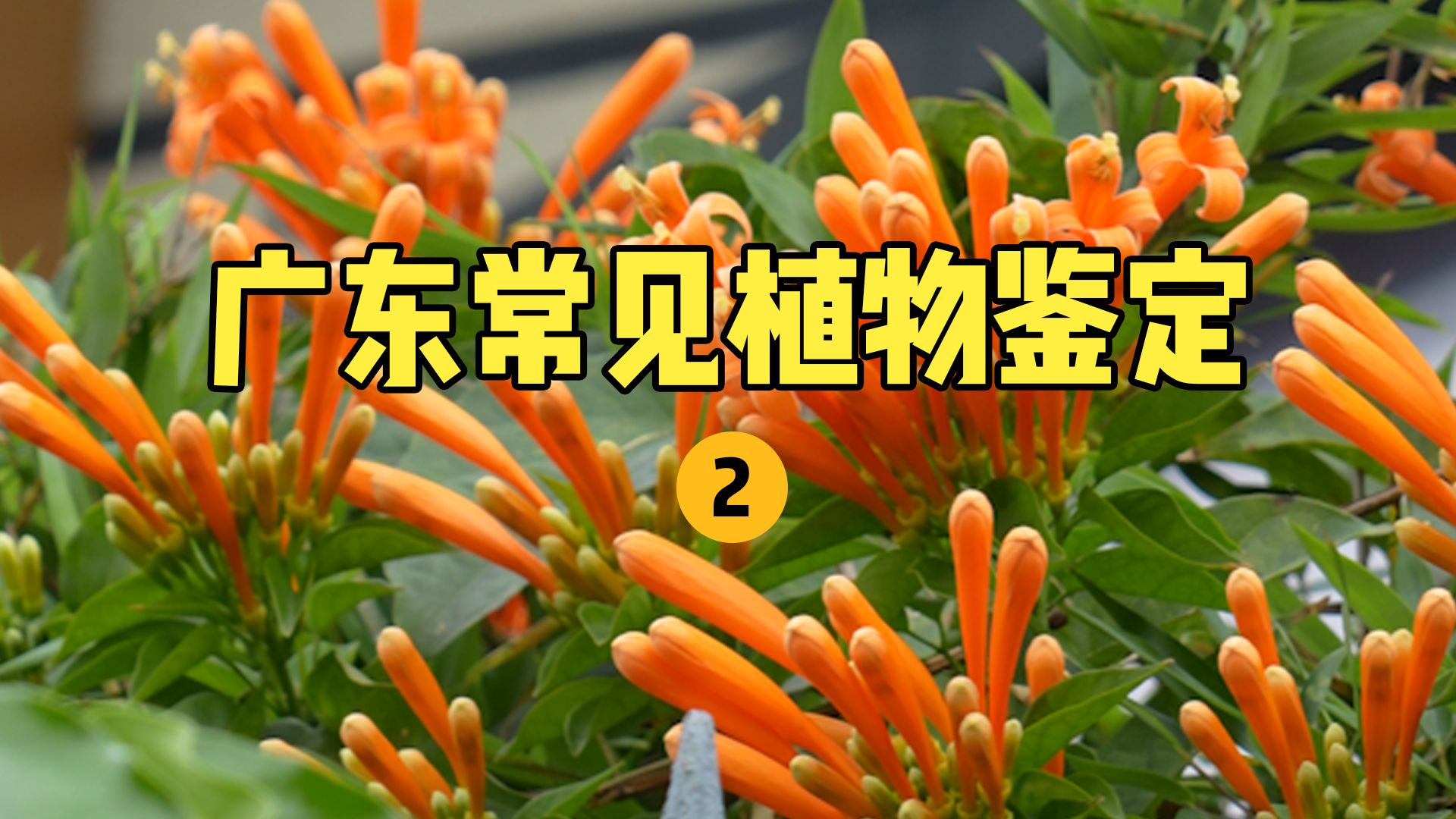 【水果猎人】广东常见植物鉴定(2)