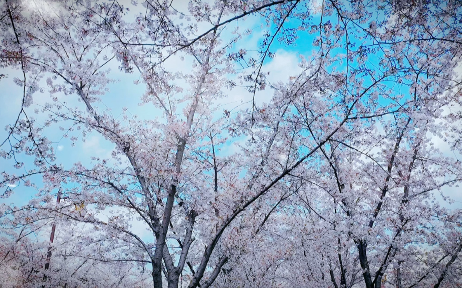 [图]你说要看樱花大道的#樱花，我在扬州等了你整整一年