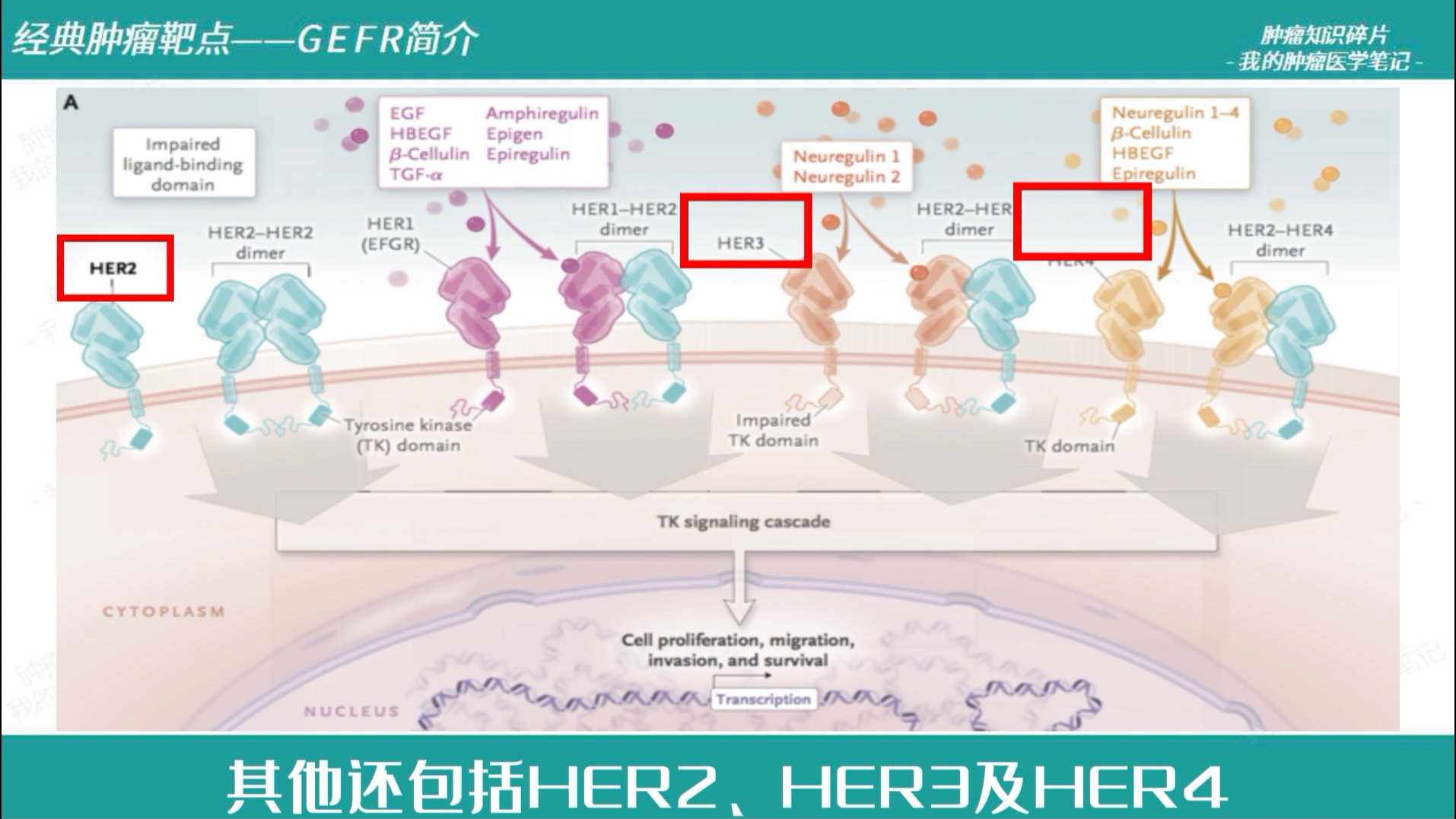 经典肿瘤靶点——EGFR简介哔哩哔哩bilibili