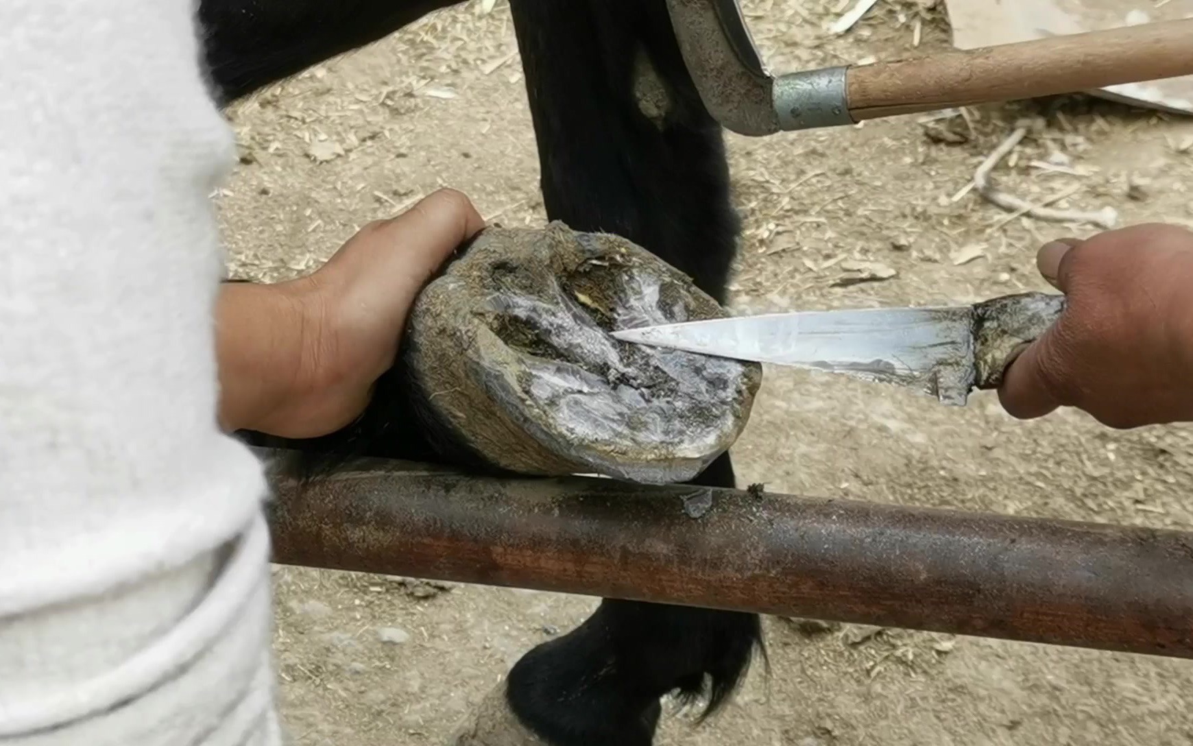 看过很多修蹄子的,没见过用锤子修马蹄的,这真是"神操作"