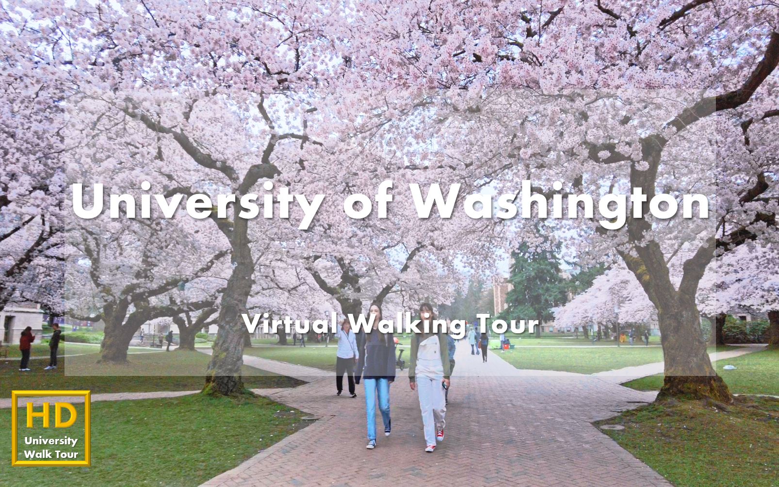 华盛顿大学  校园漫步  University of Washington Virtual Walking Tour|USA哔哩哔哩bilibili