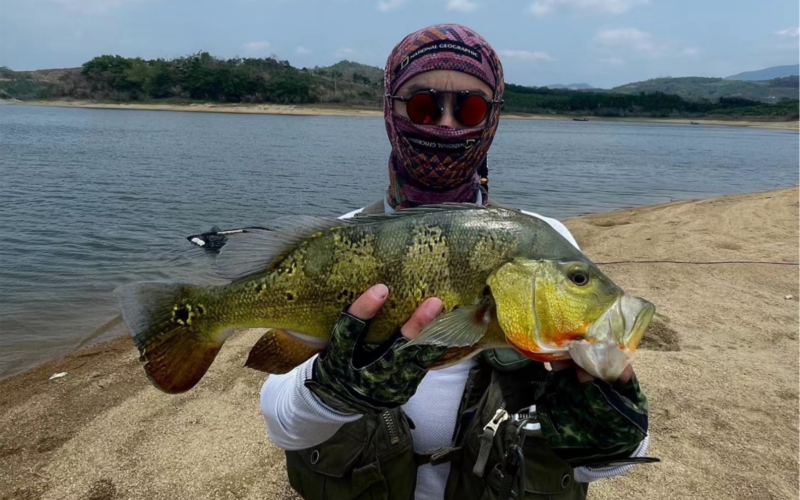 海南解锁孔雀鲈鱼