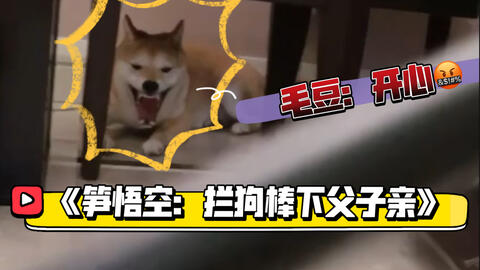 巨龙和阿柴 8月日直播录屏 笋悟空拦狗棒下父子情 哔哩哔哩 Bilibili