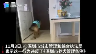 Download Video: 翻车了……深圳网红犬“糯米”送水杯被城管开500元罚单