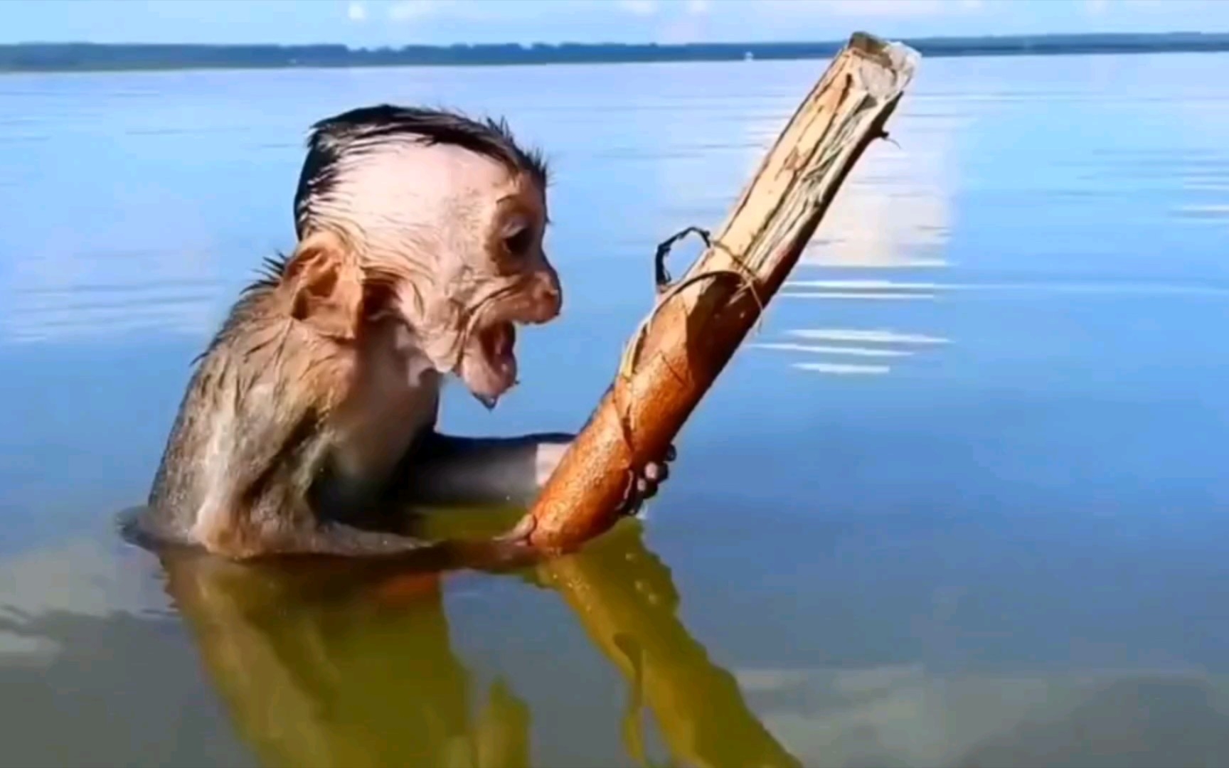 猴子被鱼吓到 张大嘴巴尖叫_哔哩哔哩_bilibili