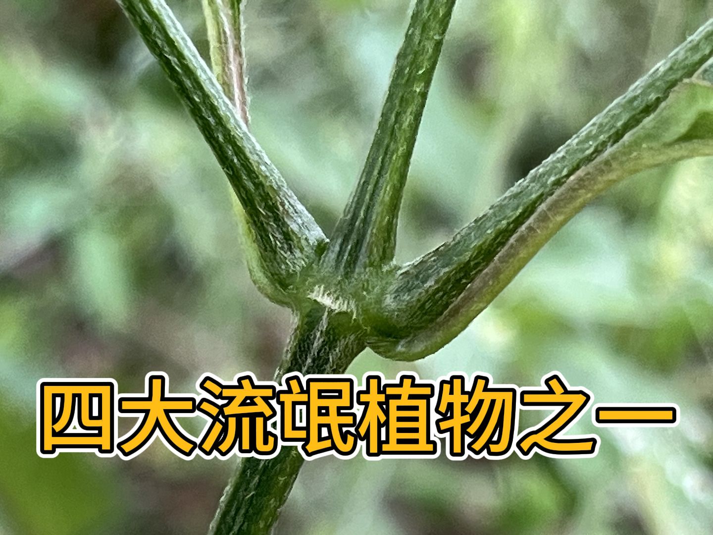 野外四大流氓植物的牛膝竟然有这么厉害的作用?哔哩哔哩bilibili