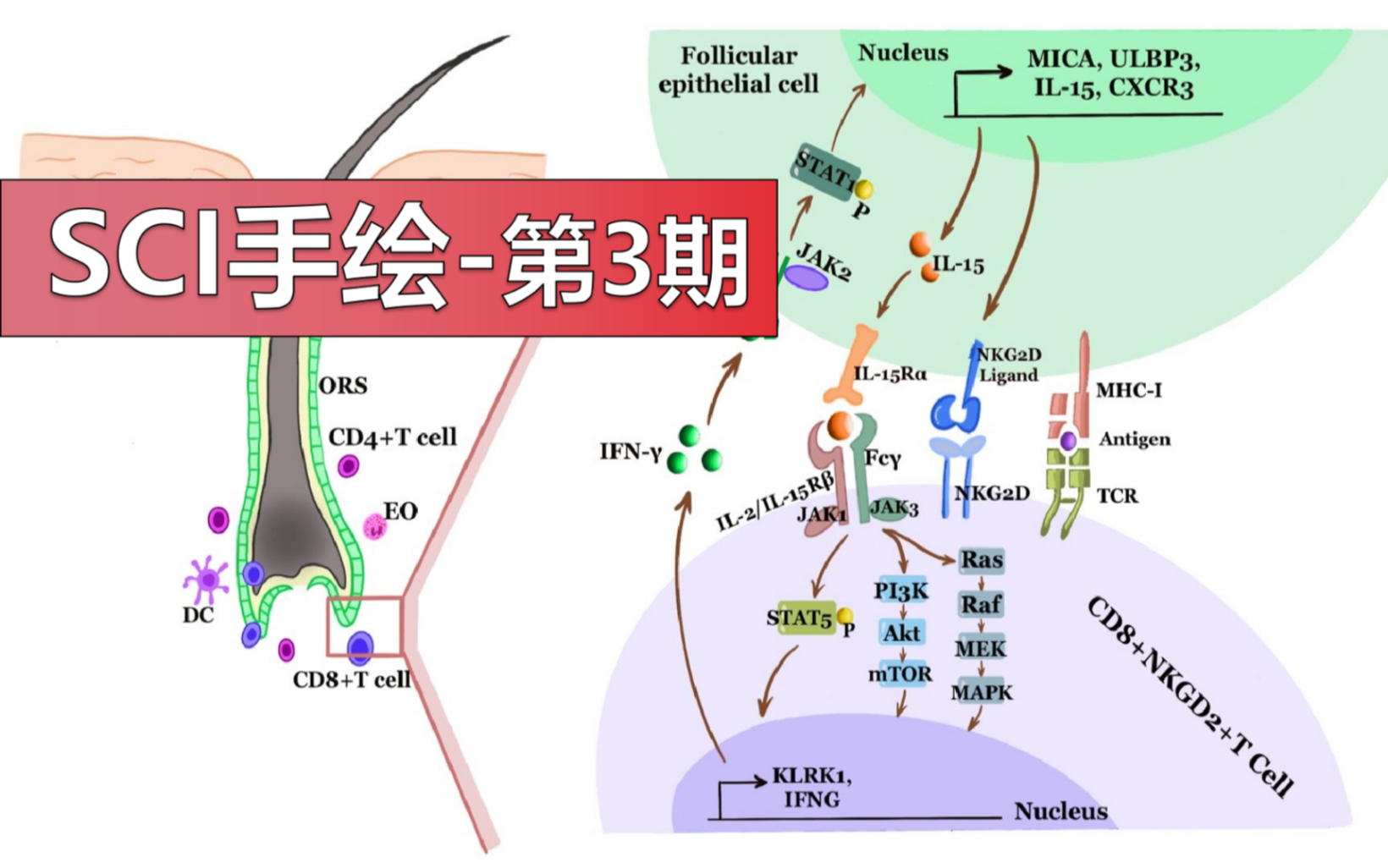 10分+医学SCI配图该怎么画(小清新风)哔哩哔哩bilibili