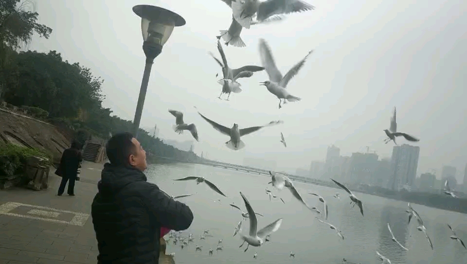 [图]鸟为食，人为啥