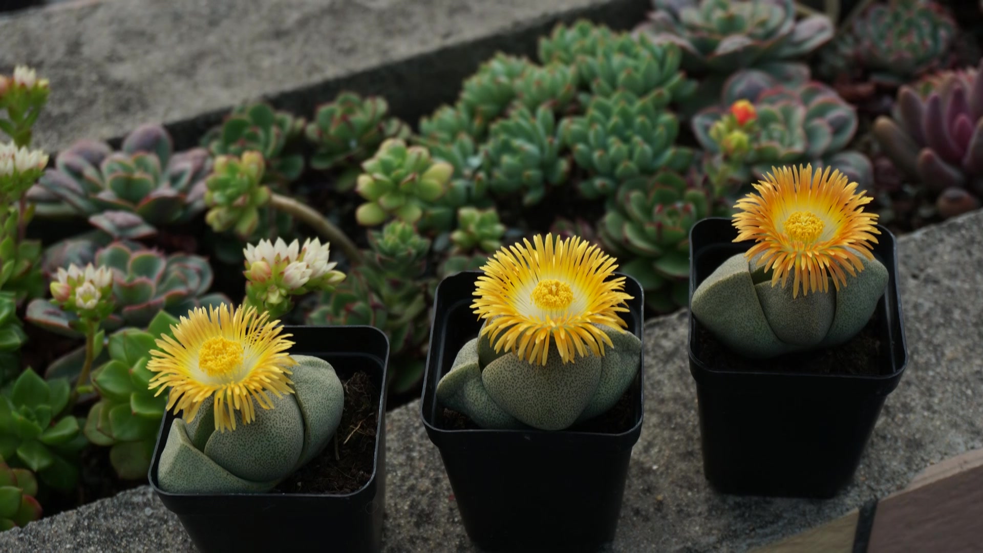 养了这么久的帝玉,终于开花了