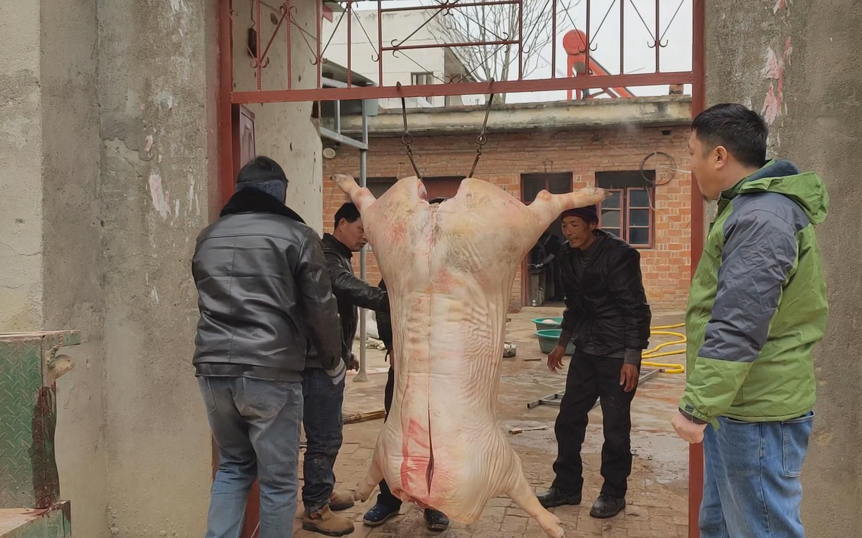 农村过年杀猪真热闹,一大头猪挂在大门上,一家一家的分_哔哩哔哩_bili