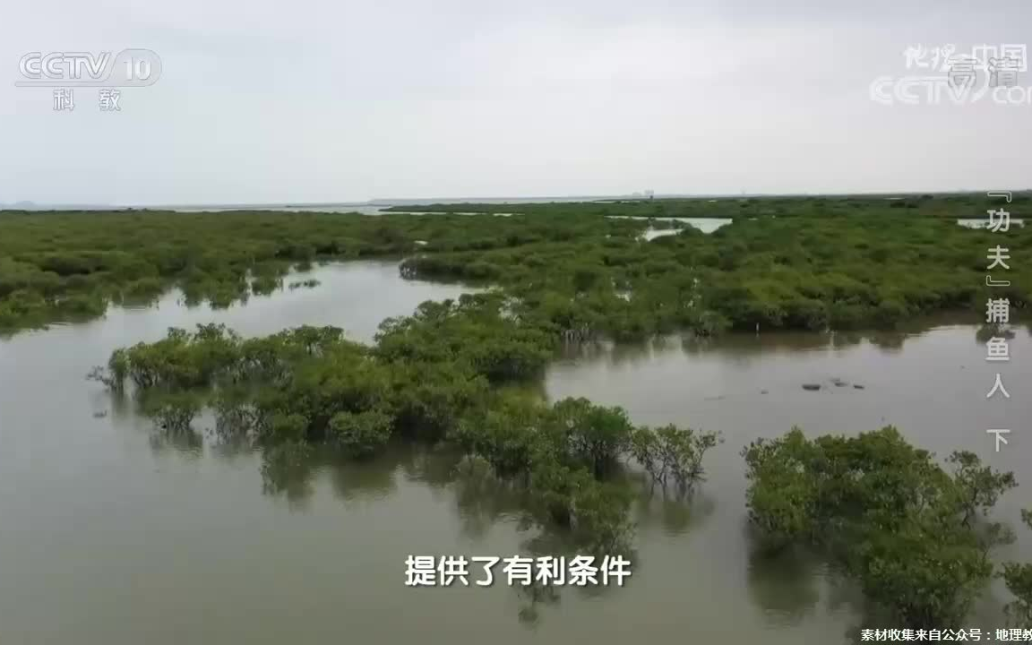 [图]看看什么是红树林