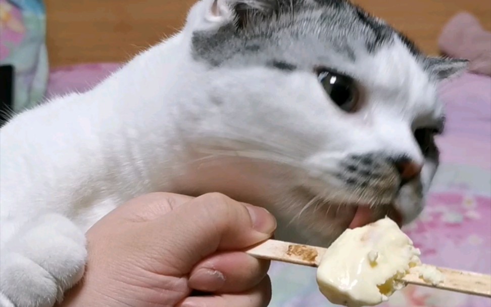 活动作品猛男必看小猫咪舔冰淇淋