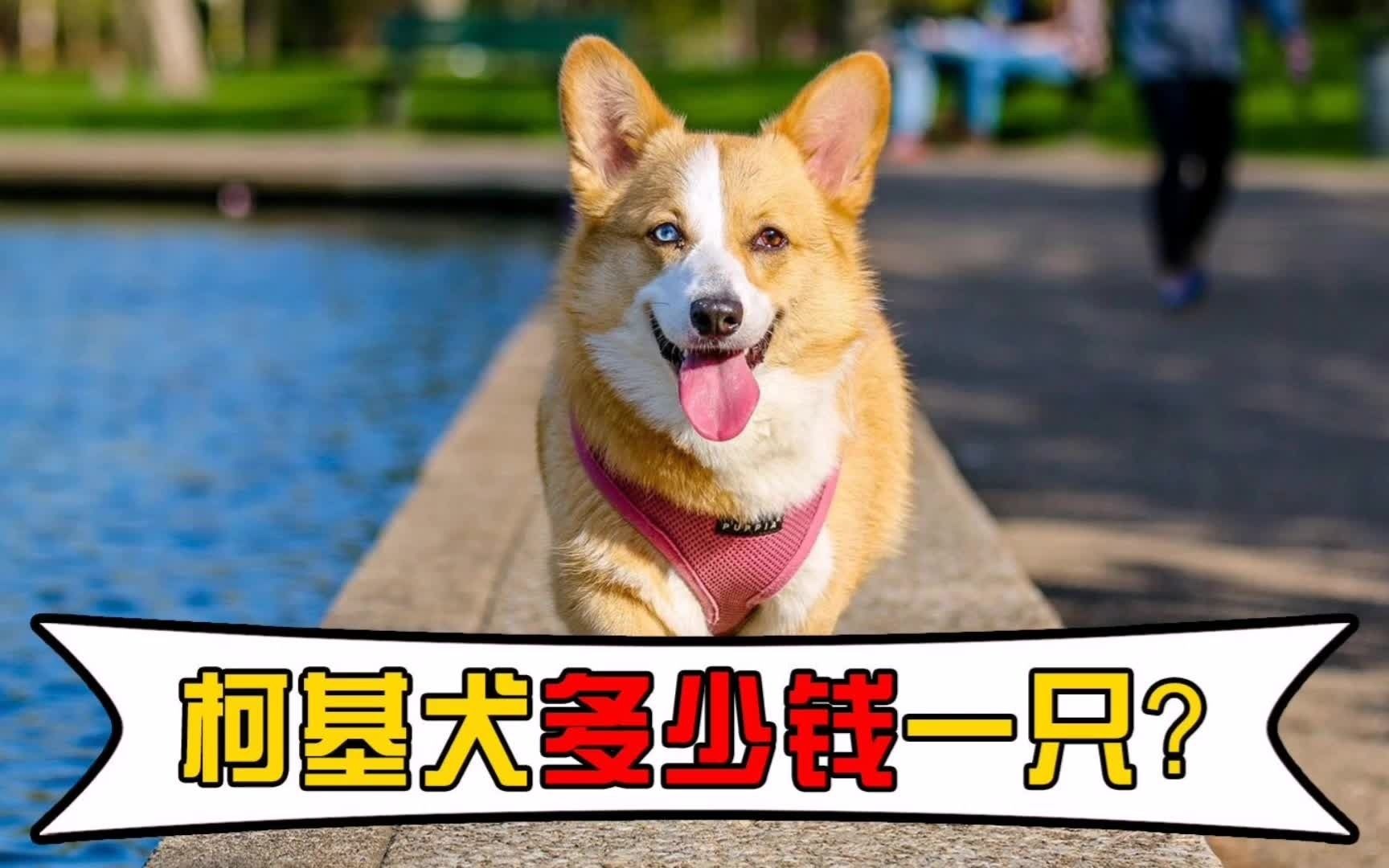 柯基犬多少钱一只?哔哩哔哩bilibili