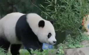 Скачать видео: 小奇迹一家落户神树坪基地，华动奶妈悄悄抹眼泪，送别美香一家