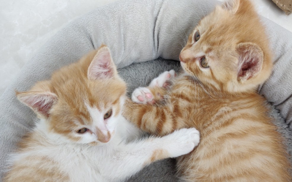 【橘猫】圆滚滚小奶喵的玩耍日常