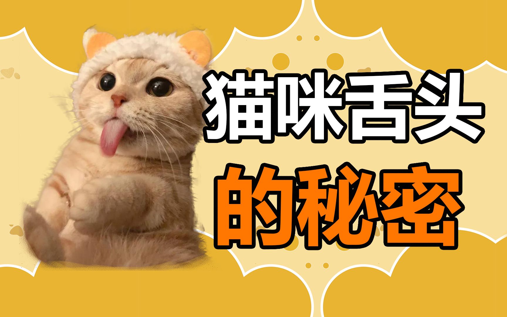 宠物冷知识:猫咪舌头的秘密,你知道哪些?哔哩哔哩bilibili