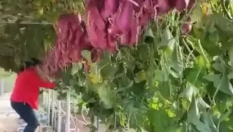 红薯长空中 无土栽培基地假期日接待游客2万人 游客 种半辈子地没见过菜能用水长在空中 哔哩哔哩 Bilibili
