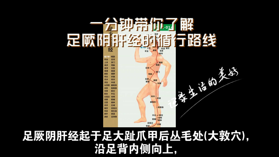 一分钟带你了解足厥阴肝经的循行路线哔哩哔哩bilibili