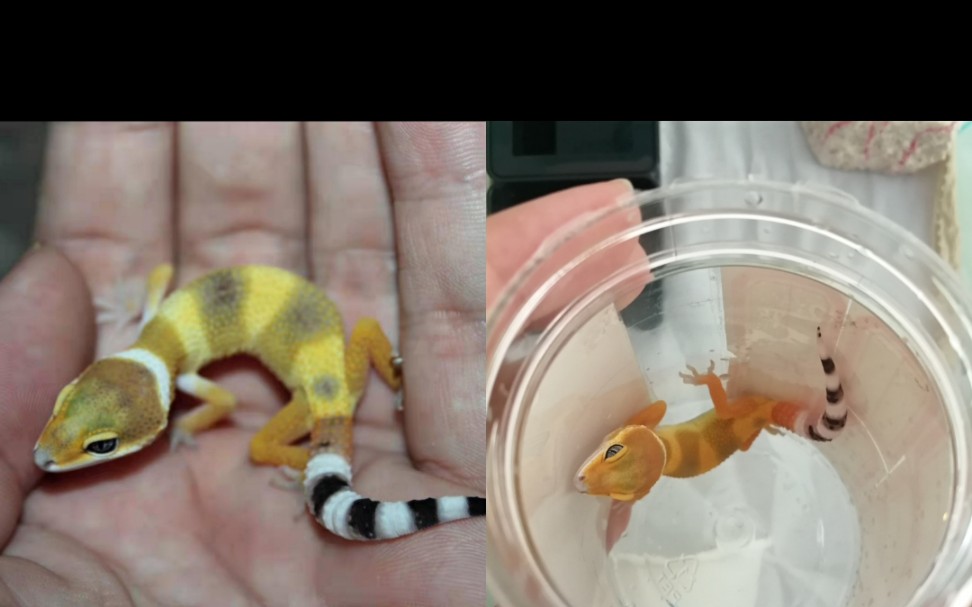 橘化柠檬霜到家三个月照片集_哔哩哔哩_bilibili