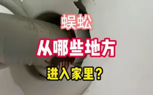 Download Video: 蜈蚣是怎么进入你家里的？