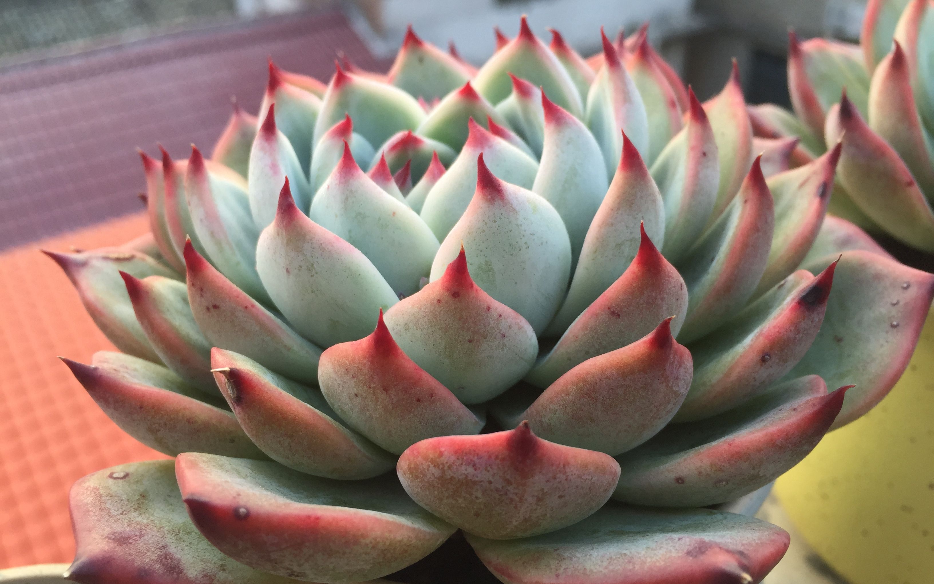 在进来听首轻音乐吧多肉配音乐宁静又美好