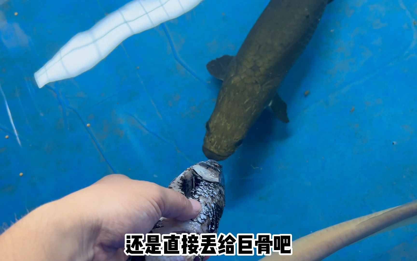 大铅笔鱼vs食人鱼图片