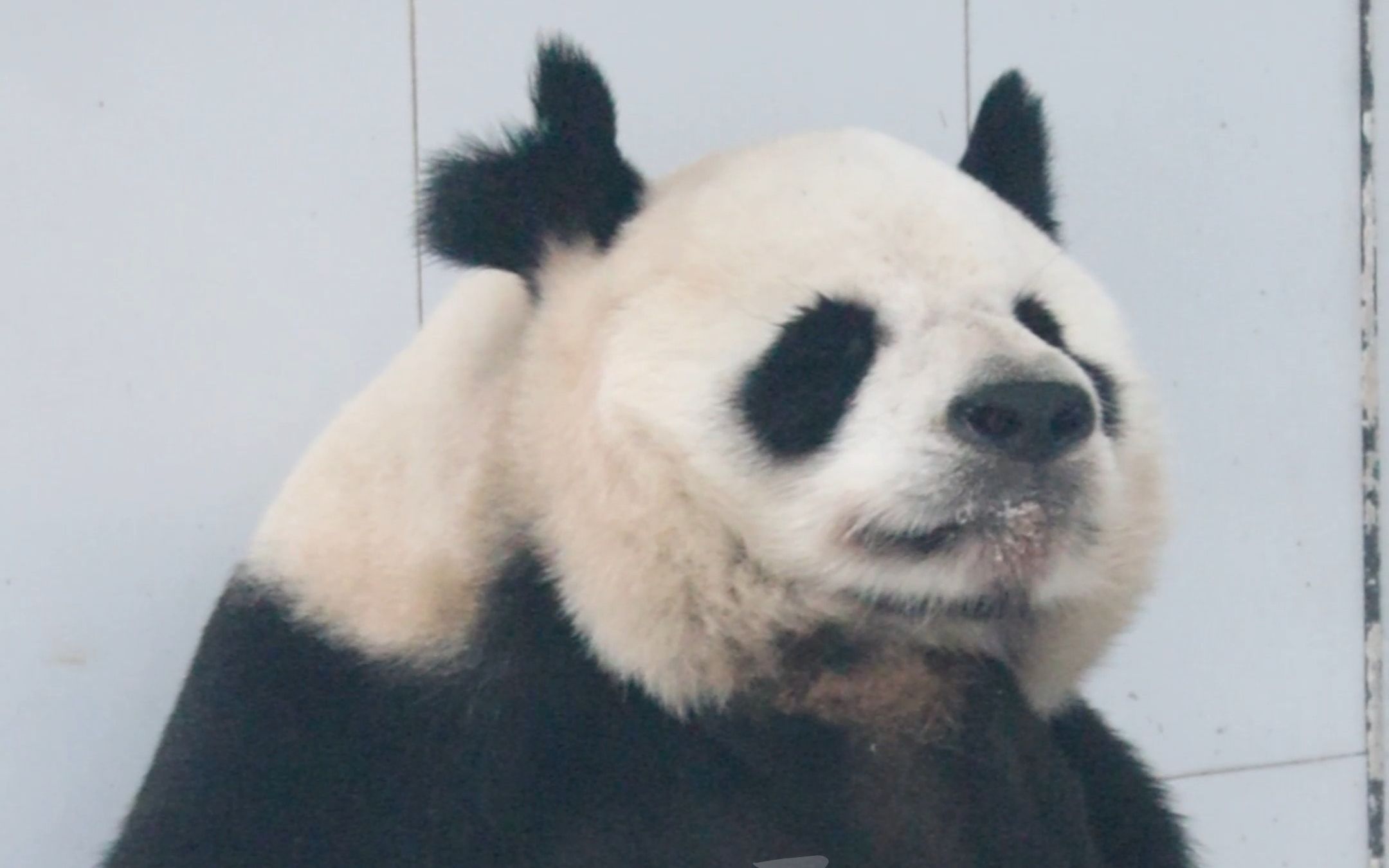 熊猫托下巴表情包图片