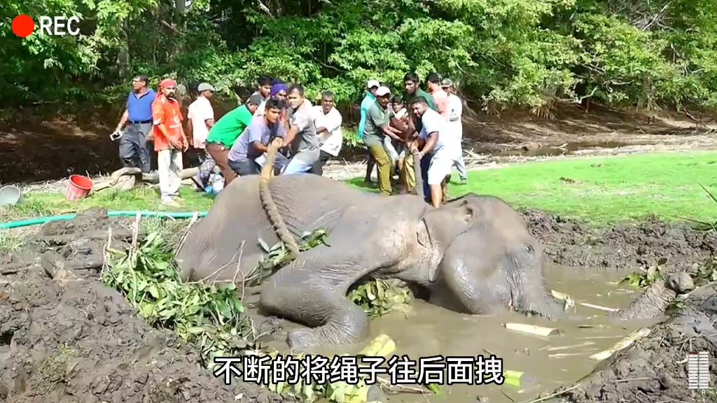 [图]小象发疯似的追赶车辆，目地只为了祈求人类救救它的妈妈