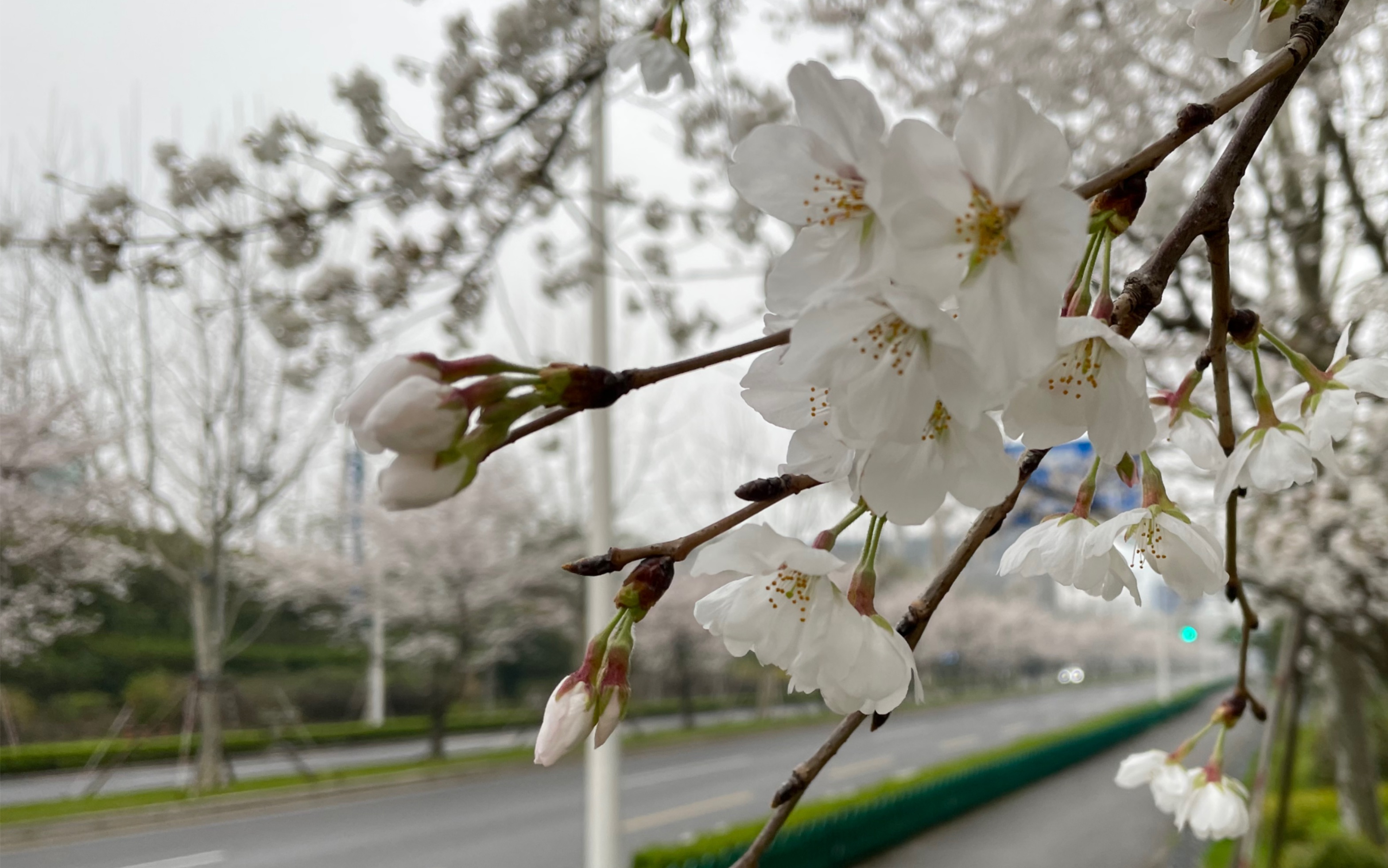 上海樱花|2022/03/19|封城前的世博大道