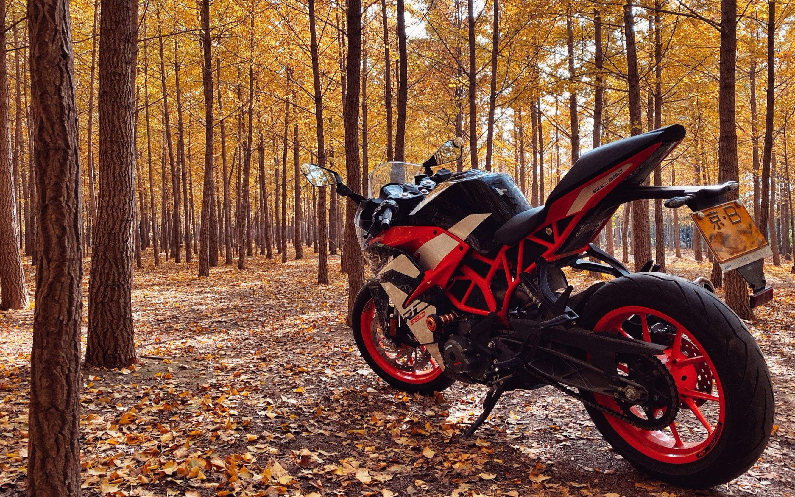 [rc390]在银杏林中骑仿赛是什么体验?摔车结局_哔哩哔哩_bilibili