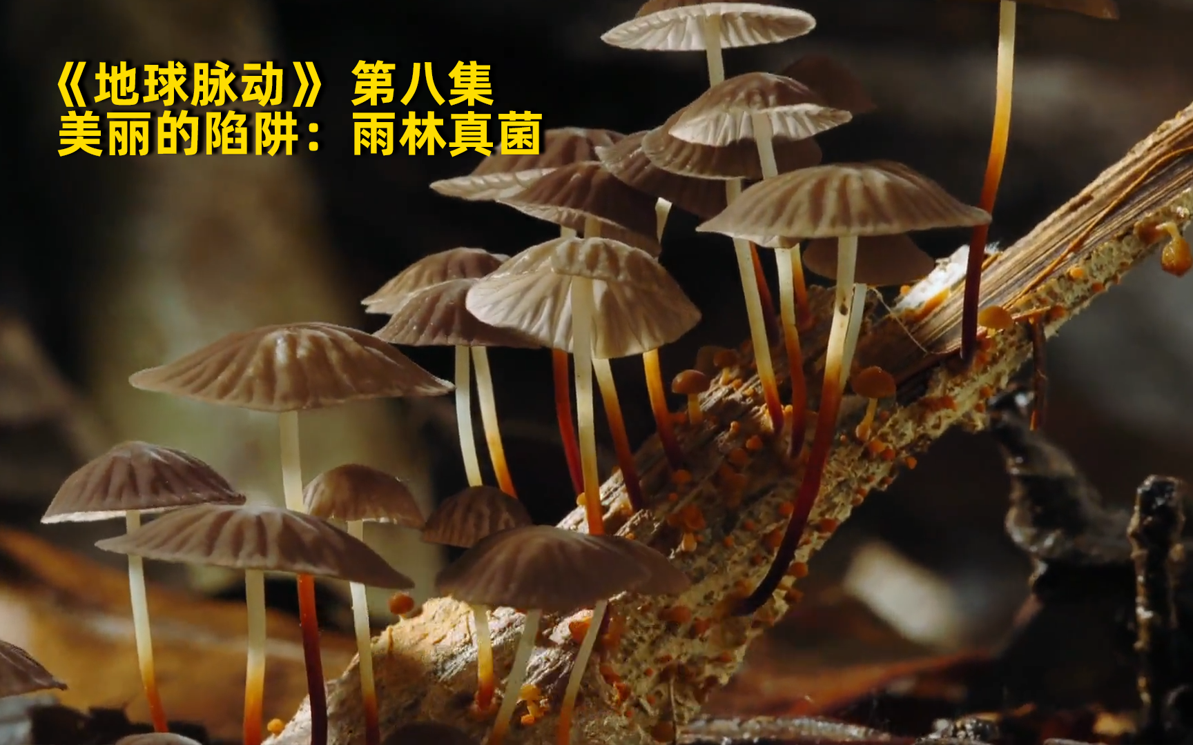 [图]【地球脉动】看点13：美丽的陷阱：雨林真菌 竖版