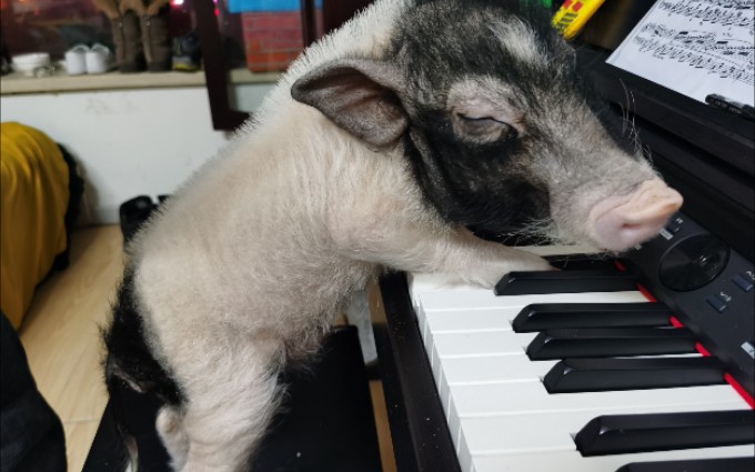 宠物猪小时候的真猪猜猜他在干啥