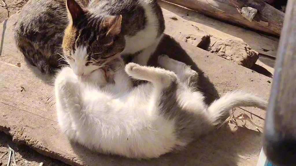 好可爱 四脚朝天的猫咪