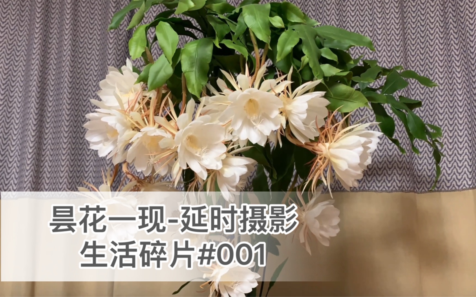 昙花:我想开了,16朵一起!开谢过程全记录延时摄影生活碎片#001哔哩哔哩bilibili