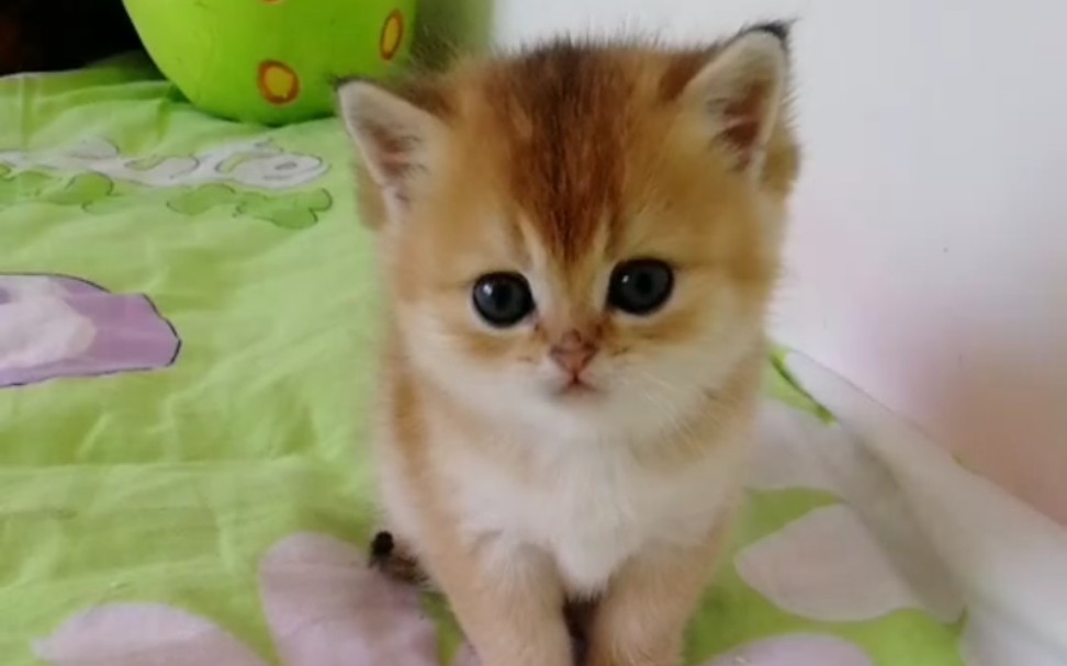 活动  【金渐层】奶猫合集