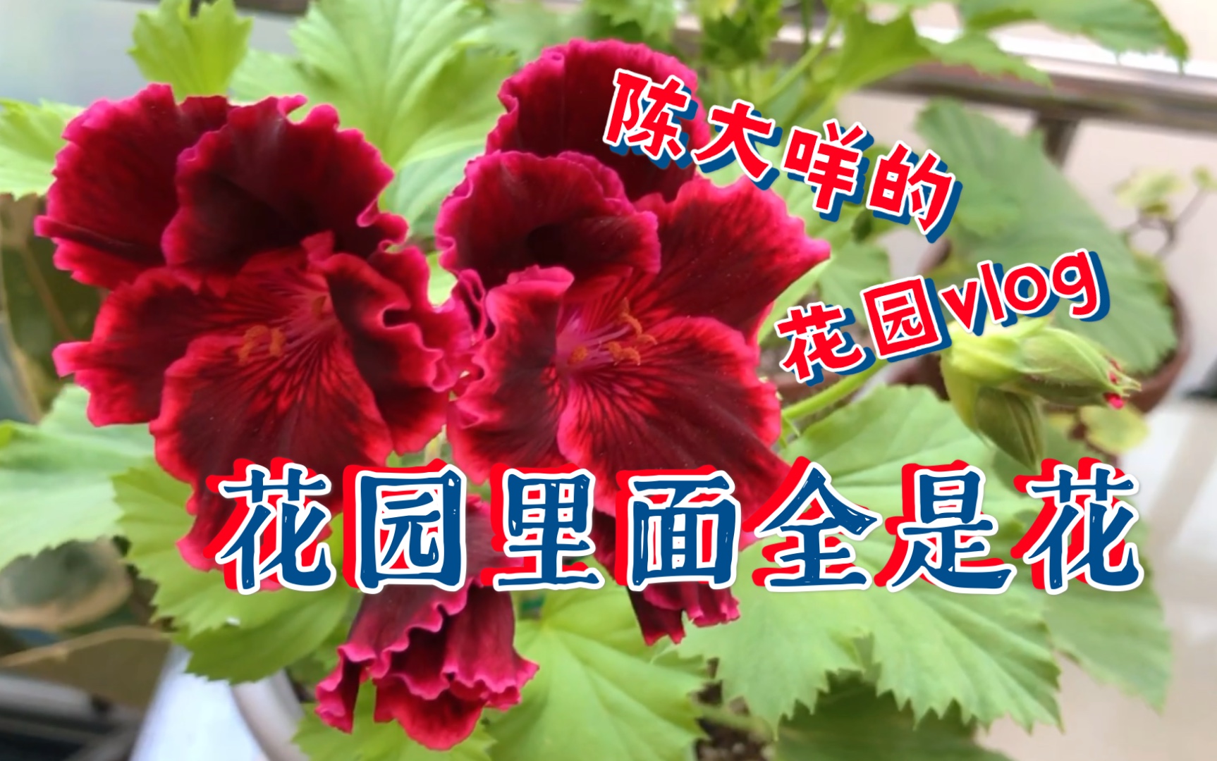 [图]花园日记 | 花！花！花！花园里面全是花！