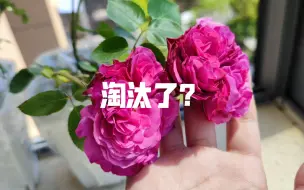 Download Video: 说一下我这次准备淘汰的月季，伊芙伯爵和伊芙草莓树