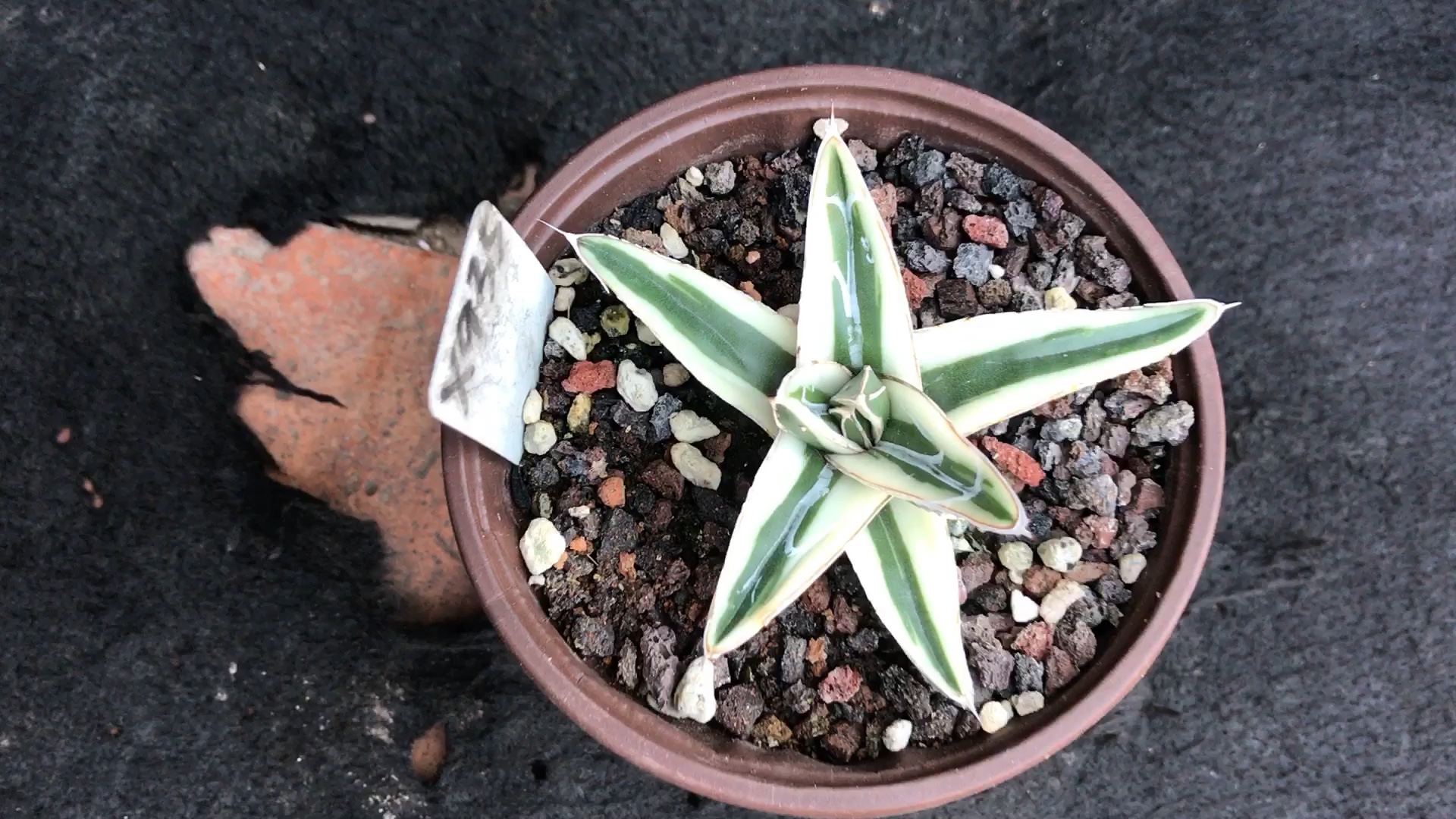 龙舌兰植物#冰山