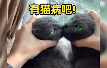 修猫:你有猫病吧!哔哩哔哩bilibili