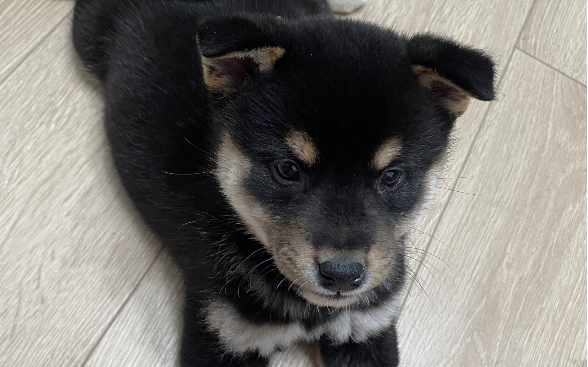 第一次玩球的小黑柴莱卡,球滚到桌子底下,无能愤怒的叫了一声