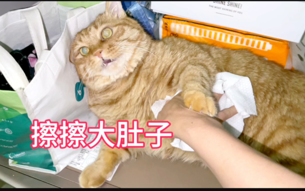 粉丝都觉得肥猫是全网最漂亮的橘猫,小猫咪也越来越好看!哔哩哔哩bilibili