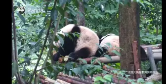 Descargar video: 花花到处磨牙，跑到弟弟身边摊了个饼饼