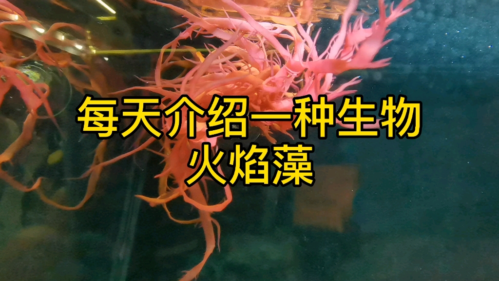 每天介绍一种生物火焰藻哔哩哔哩bilibili